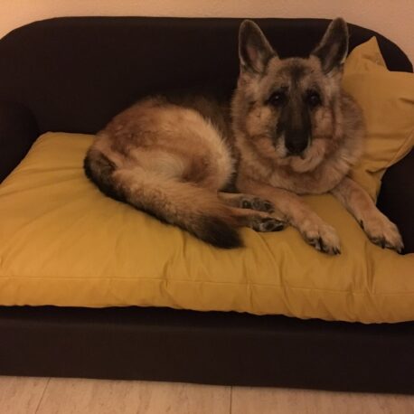 sofa -para- perros-pastor aleman-modelo- Borrys