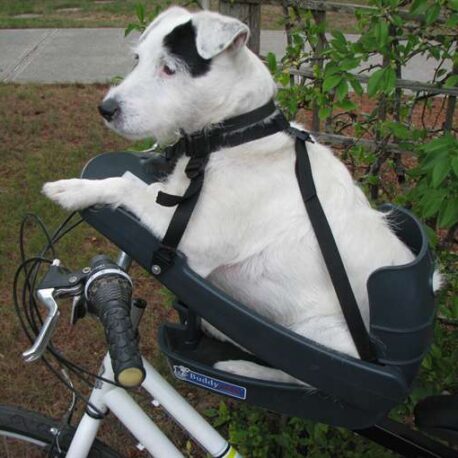 silla- de- bici -para- perro – mayor