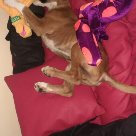 cachorro03